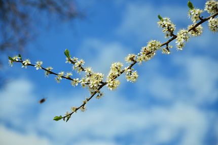 Frühling in der Praxis Jendrek Zahnbehandlungen in Jena.